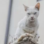 Socializar Gatos Ariscos