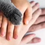 Entendendo comportamento gato