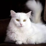 gato angora branco