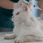 gato vacinação