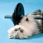 Imagem de um gato ativo e saudável desfrutando de exercícios em uma roda de corrida. Saiba como manter seu felino em forma e com vitalidade, combinando atividade física e cuidados veterinários. Descubra mais sobre a importância do exercício para a saúde.