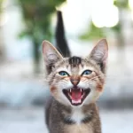 gatinho miando muito Comunicação Como Gatos Expressam Emoções