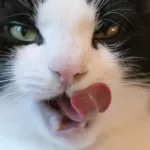 Gatos gostam de chocolate e doces