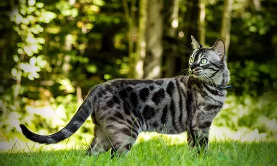 A Fascinante Raça do Gato Bengalí: Beleza e Comportamento