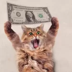 Dicas de Economia para Amantes de Gatos em Compras Internacionais