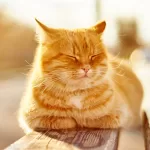 Desvendando o Mistério: Por que os Gatos Ronronam? Entenda Agora!