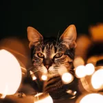 Explore a profunda conexão entre gatos e espiritualidade no artigo 'Gatos e Espiritualidade: Desvendando os Significados Culturais'. Descubra os mistérios culturais e espirituais por trás desses misteriosos seres enquanto desvendamos a aura enigmática que os envolve. Imagem de um gato no meio de luzes com olhar vibrante.