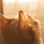 gato olhando para o sol: proteger queimaduras solares do gato