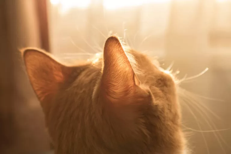gato olhando para o sol: proteger queimaduras solares do gato