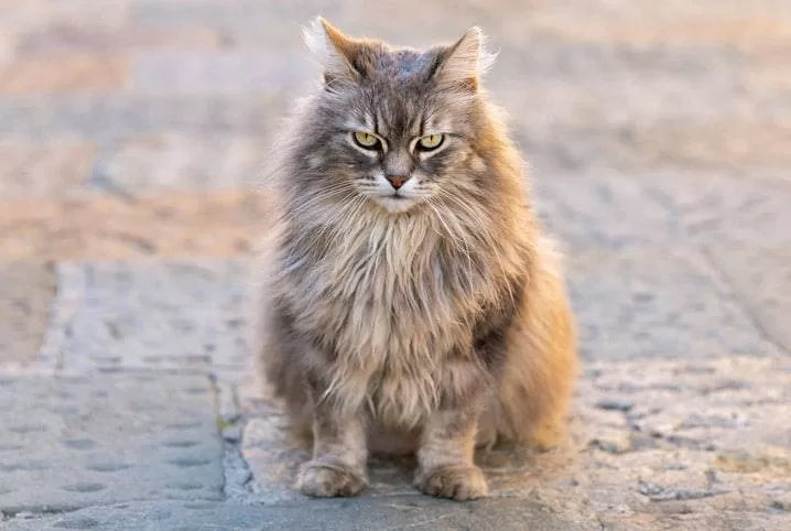 Estresse em Gatos
