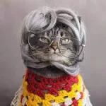 gatos idosos cuidados