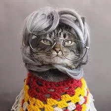 gatos idosos cuidados