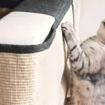 Arranhador para Gatos: Dicas e Melhores Opções