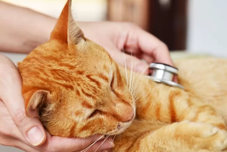 59 Dicas de Saúde Felina | Cuidados Essenciais para Gatos
