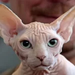 Sphynx