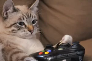 gato video jogos
