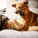 gato e cachorro brigando