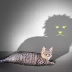 GATOS SAO FILHOTES DE LEAO