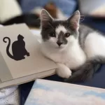 Livros sobre Gatos