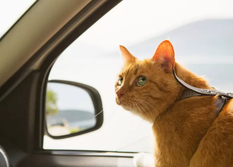 GATO E VIAGENS NA AVENTURA