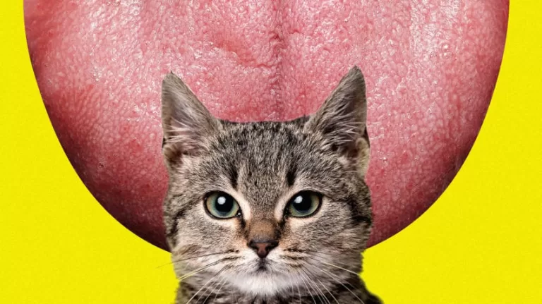 LINGUA DE GATO