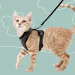 peitoral para gatinho