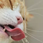 GATO BEBENDO AGUA Hidratação agua Gatos