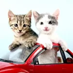 gatinhos no fusca Gatos Carros Transportar