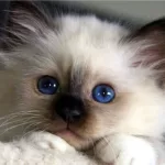 gato birmano gatinho filhote
