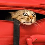 gato querendo ir Férias com Gatos