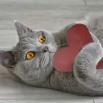 CORAÇAO Ritmo Cardíaco Gatos