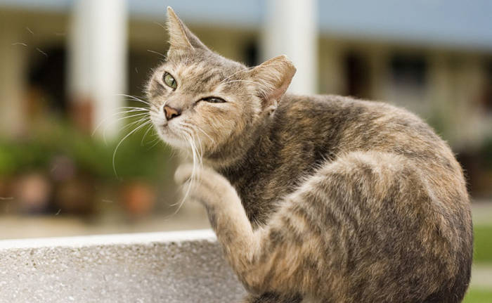 Gato se coçando muito o que pode ser