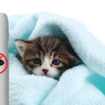 Pulgas em gatos como eliminar