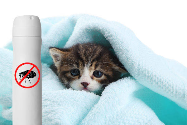 Pulgas em gatos como eliminar