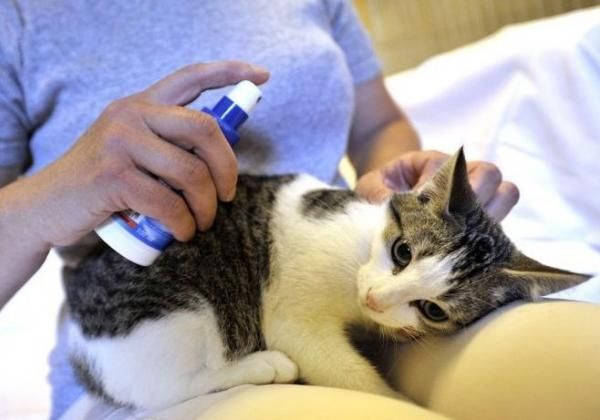 Pulgas em filhote de gato perigo
