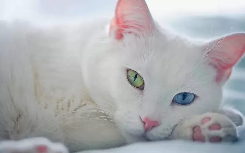 gato albino deitado