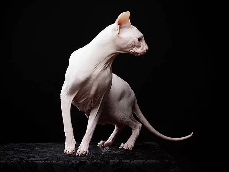 gato albino sem pelo 