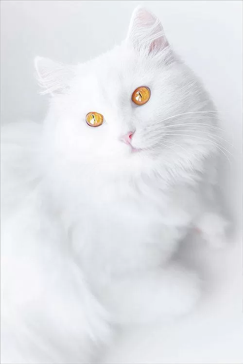 gato albino lindo 