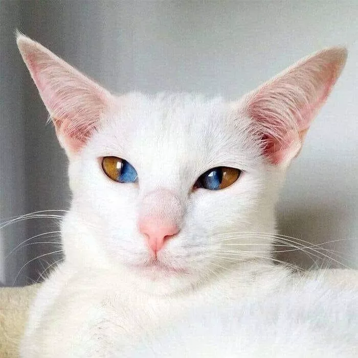gato albino de olhos claros 