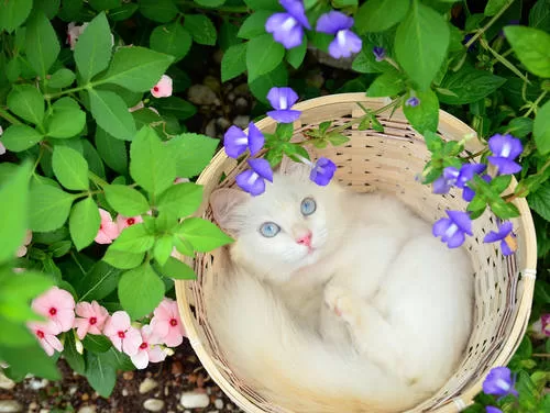 gatinho albino na cesta no jardim 