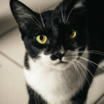 gato cobrando uma raçao de qualidade