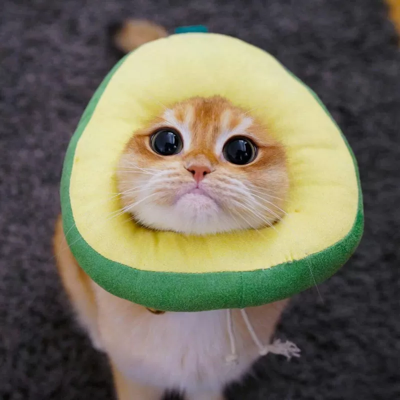 gato de abacate 