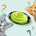 abacate sera que gato come