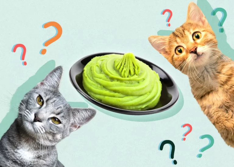 abacate sera que gato come