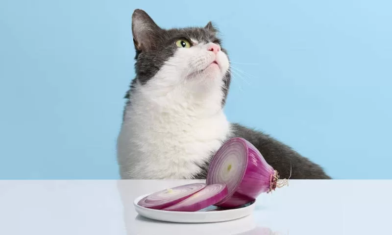 gato nao quer comer a cebola 