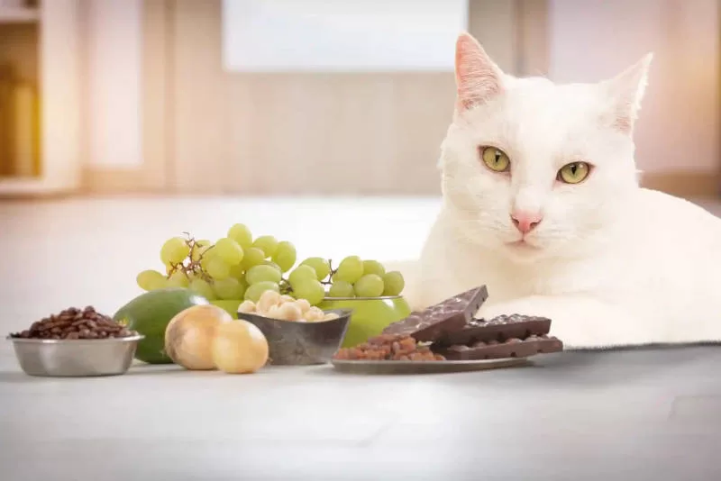 gato nao come uva nem outros alimentos 