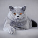 a beleza do Gato British Shorthair