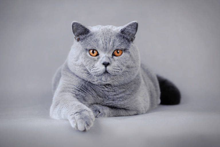 a beleza do Gato British Shorthair