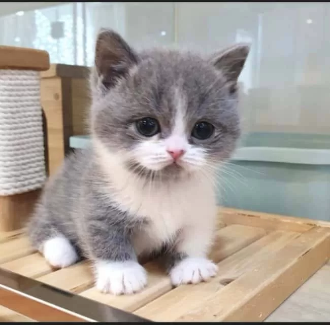 cato cabeçao cuidados gato minuatura 