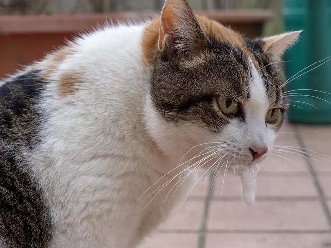 gatto vomitando 